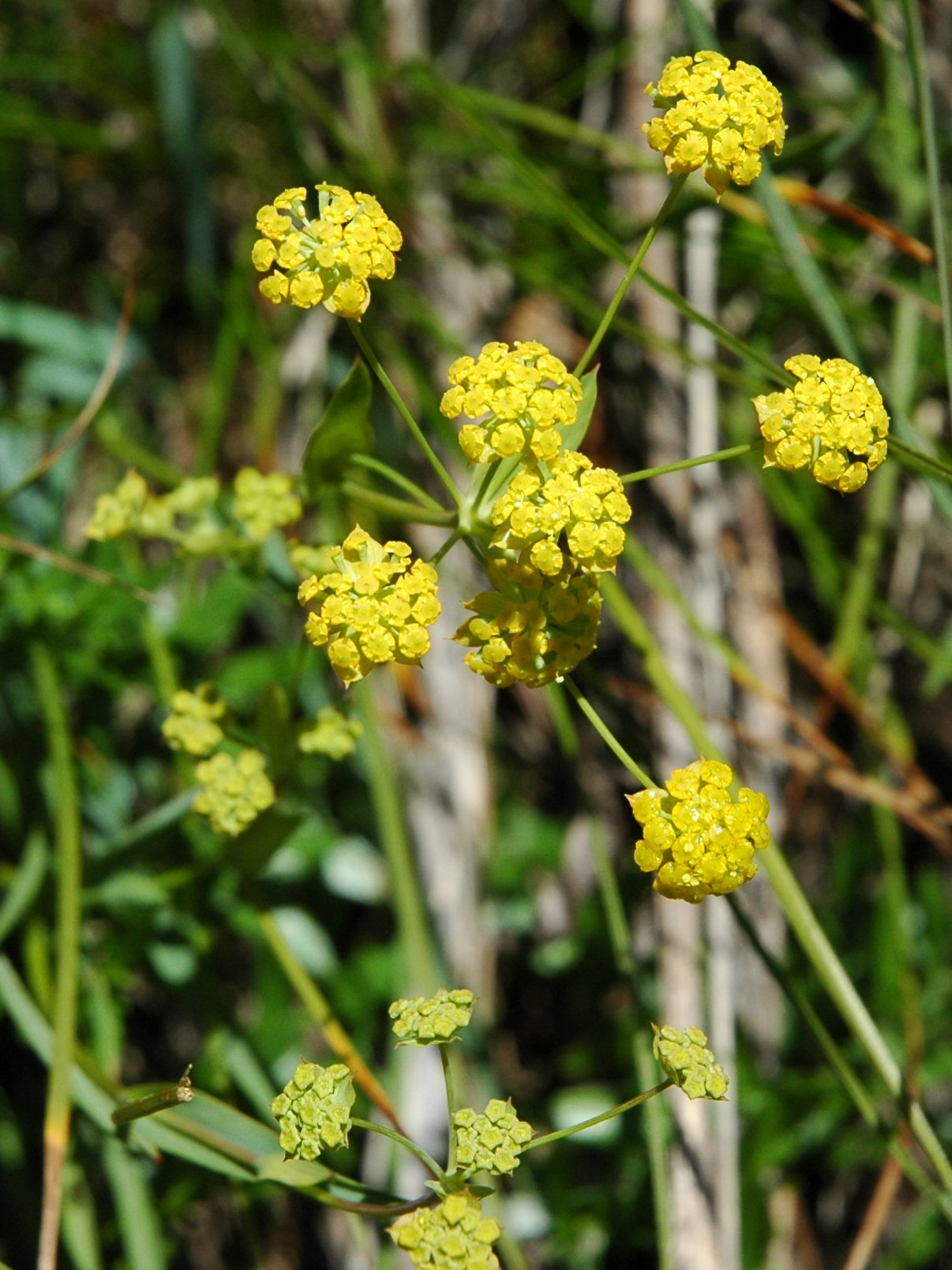 Bupleurum ranunculoides / Buplero ranuncoloide